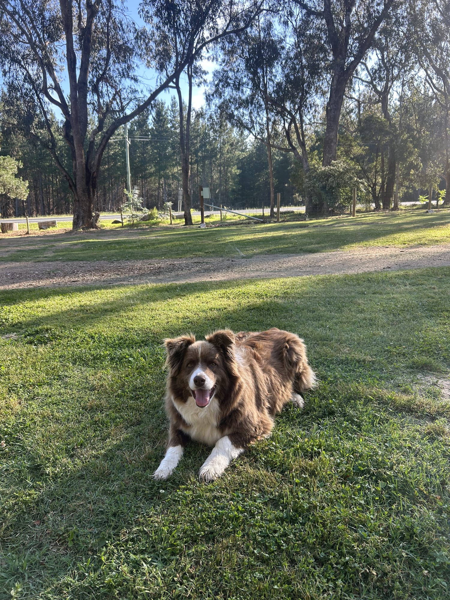 Dog-Friendly Accommodation