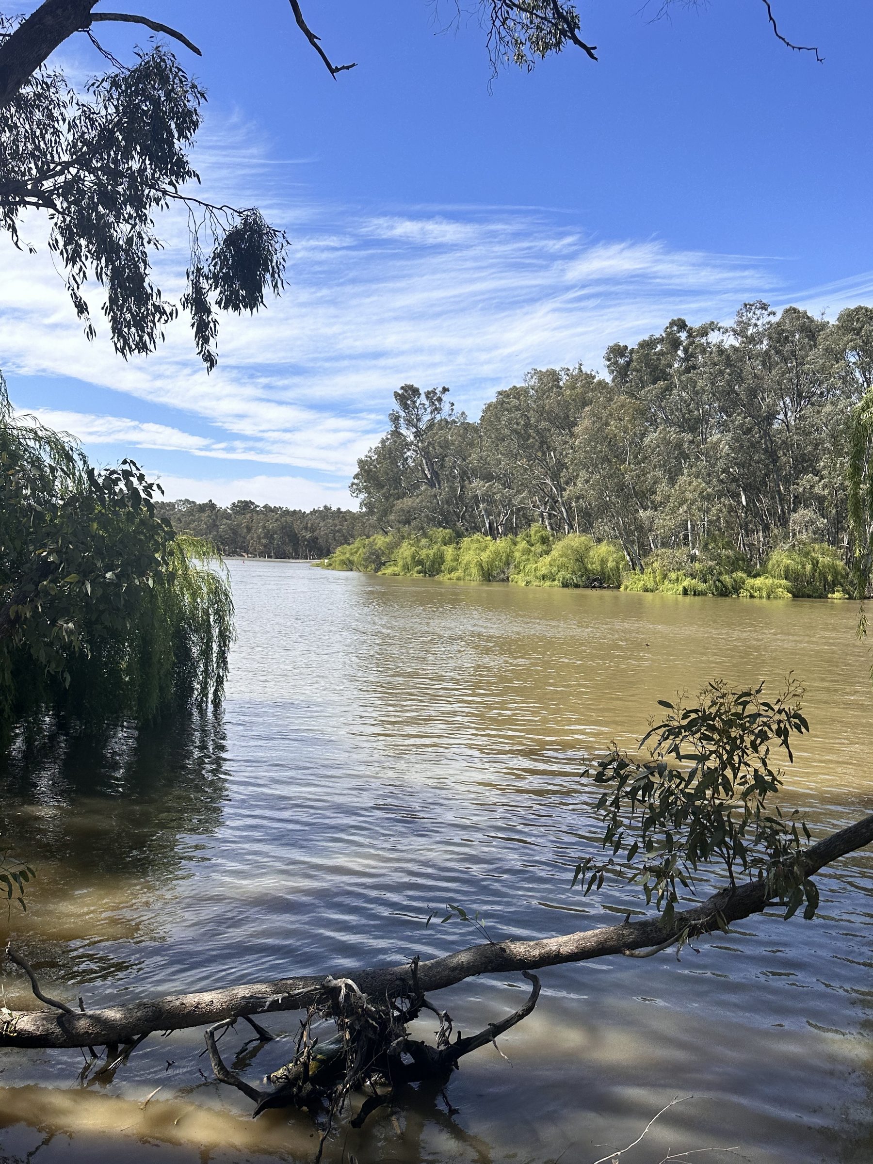 Wide murray river framed by willows and a fallen red gum branch at Torrumbarry Weir Holiday Park