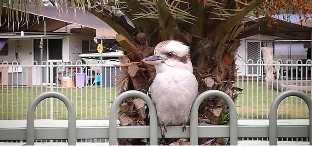 Kookaburra perched on a fence in front of a palm tree and cabins at Torrumbarry Weir Holiday Park in Patho VIC