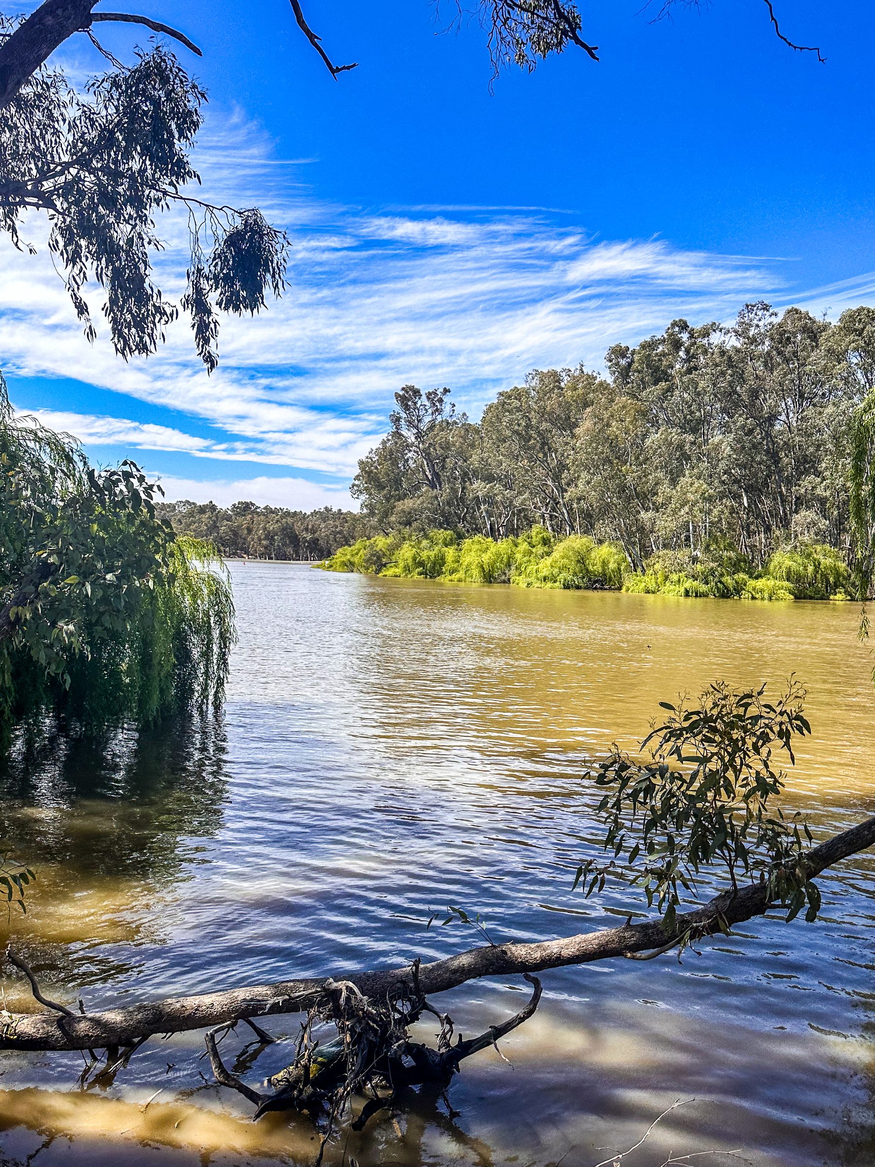 Murray river framed by willows and a fallen red gum branch at Torrumbarry Weir Holiday Park
