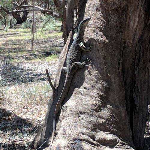 A goanna climbing a gum tree trunk in the bushland surrounding Torrumbarry Weir Holiday Park near Patho VIC
