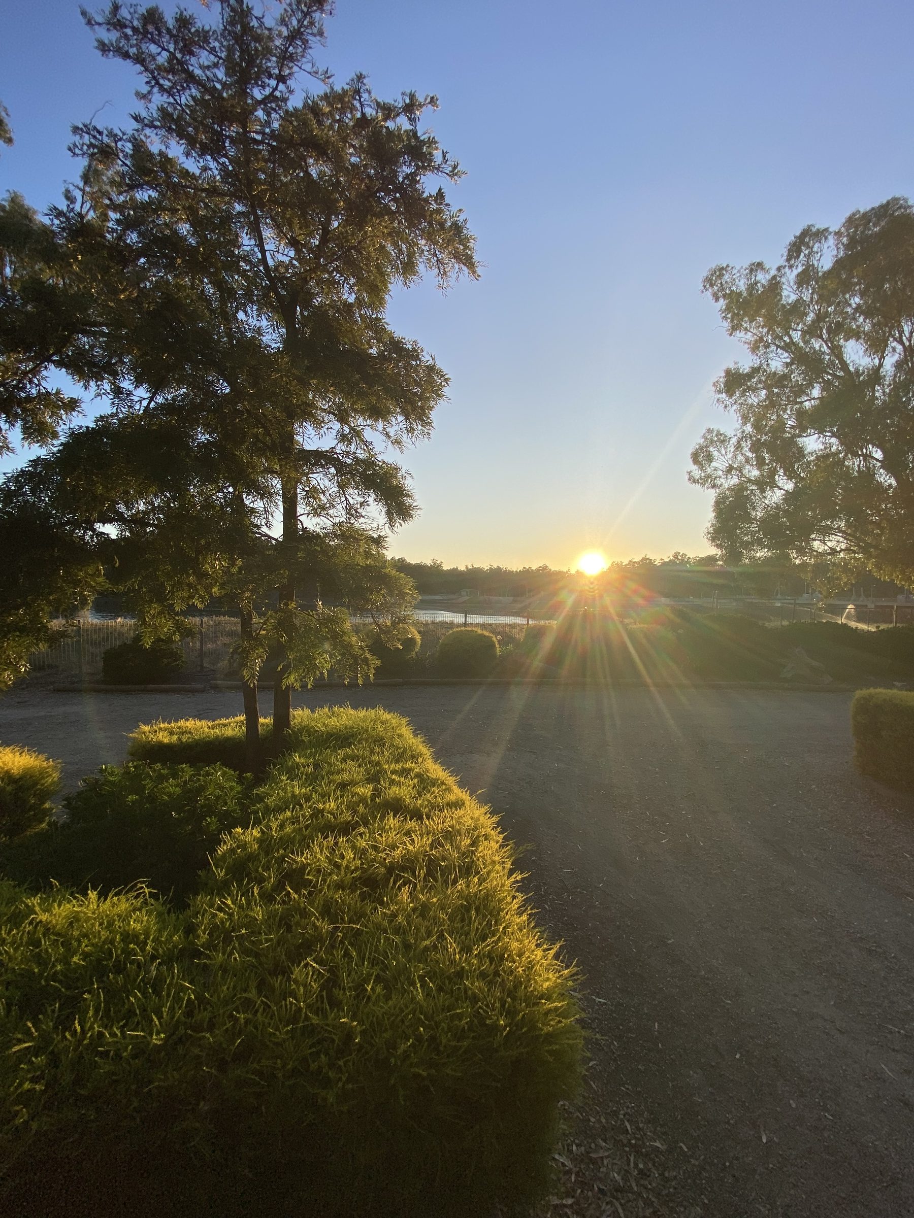 Sunrise starburst through gum trees over trimmed lawn hedges at Torrumbarry Weir Holiday Park caravan park grounds
