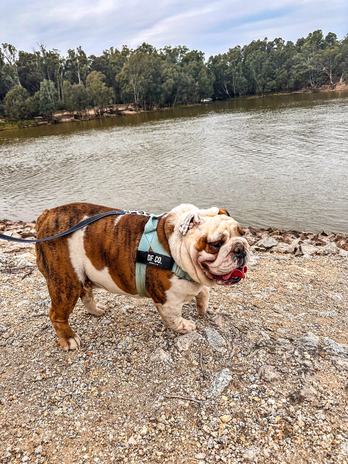 Brindle British bulldog on a lead walking the gravel riverbank at Torrumbarry Weir Holiday Park on the Murray River